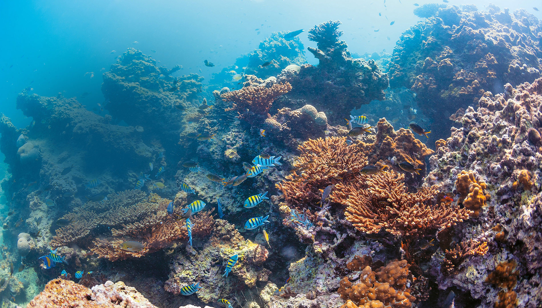 KUFPEC at IPA Convention